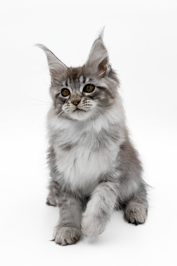 Sansay | Maine Coon Kitten