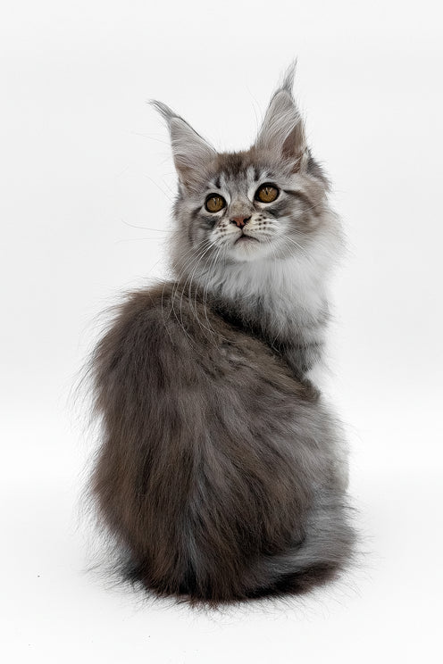 Sansay | Maine Coon Kitten