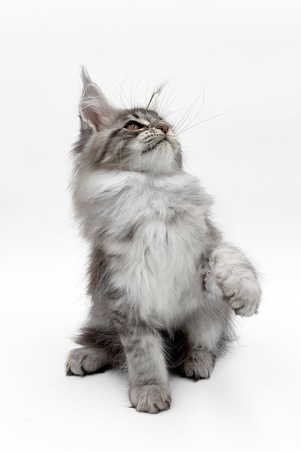 Sansay | Maine Coon Kitten