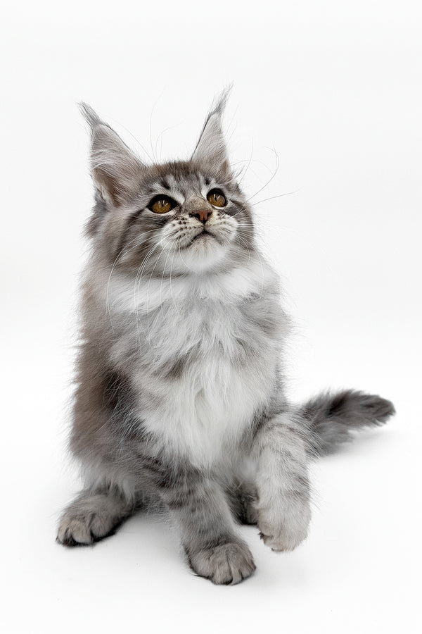 Sansay | Maine Coon Kitten