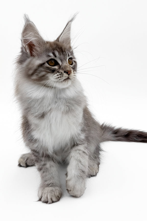 Sansay | Maine Coon Kitten