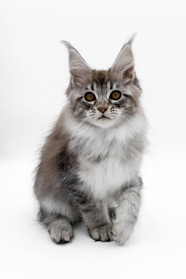 Sansay | Maine Coon Kitten