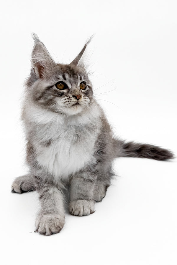 Sansay | Maine Coon Kitten