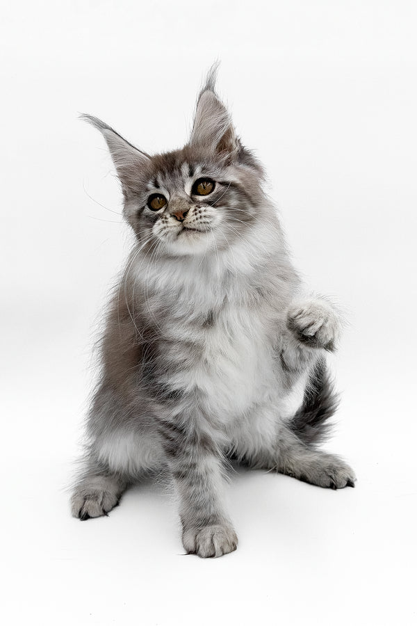Sansay | Maine Coon Kitten