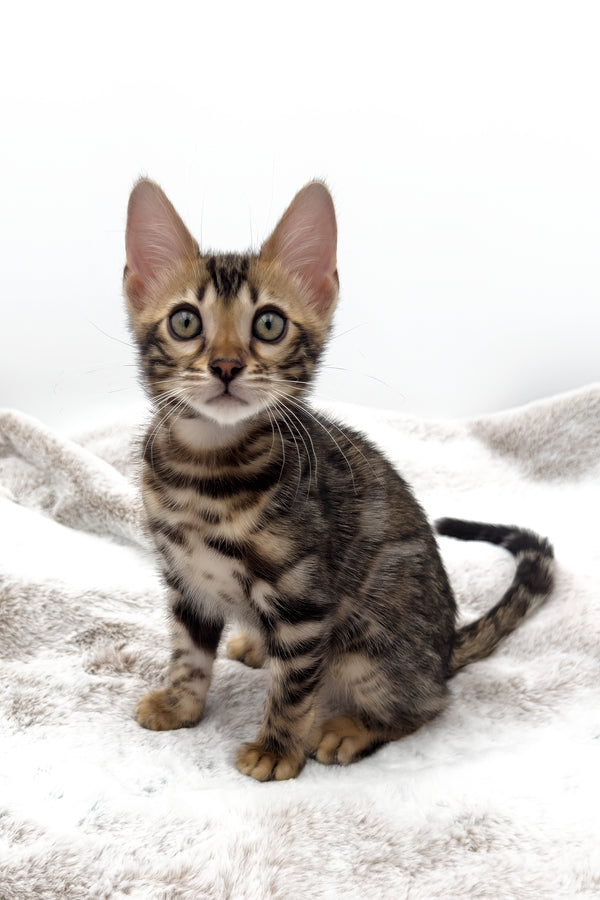 Sadie | Bengal Kitten