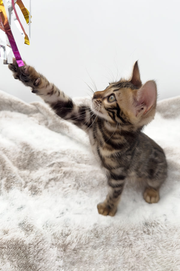 Sadie | Bengal Kitten
