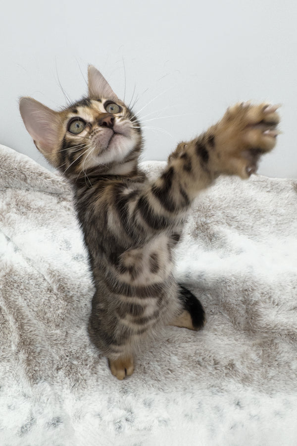 Sadie | Bengal Kitten
