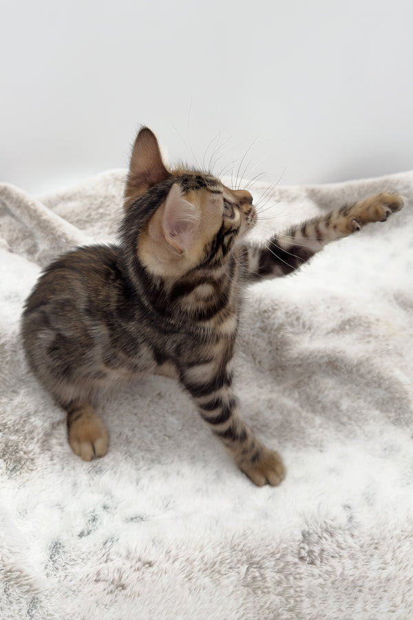 Sadie | Bengal Kitten
