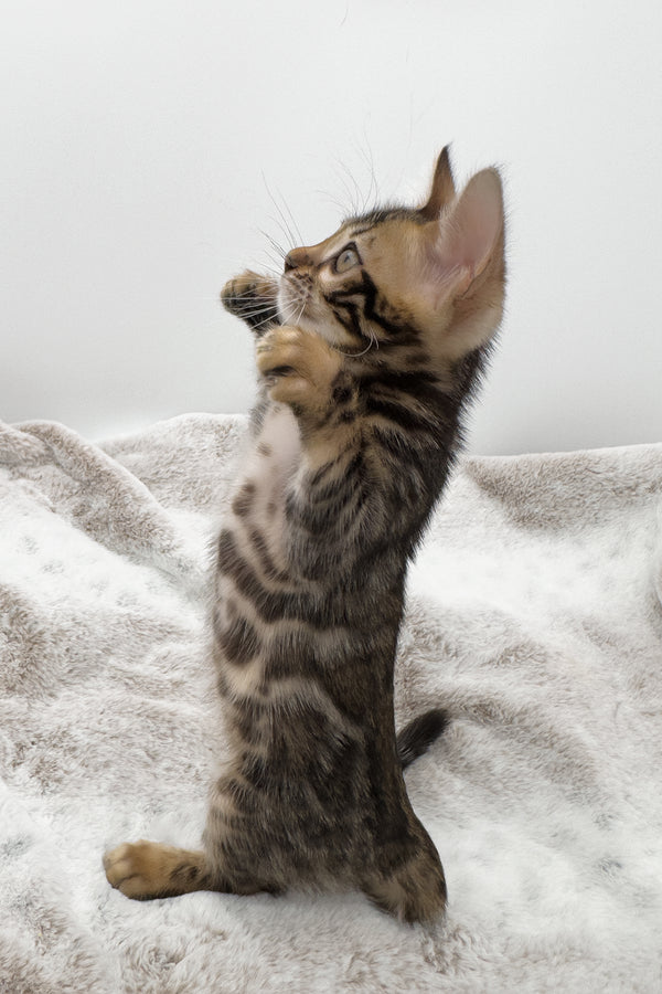Sadie | Bengal Kitten