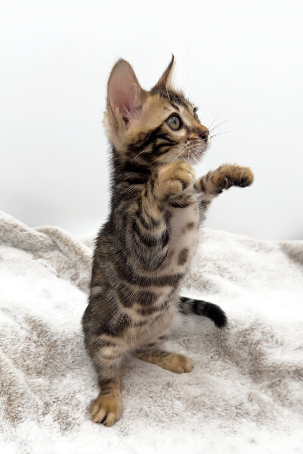 Sadie | Bengal Kitten