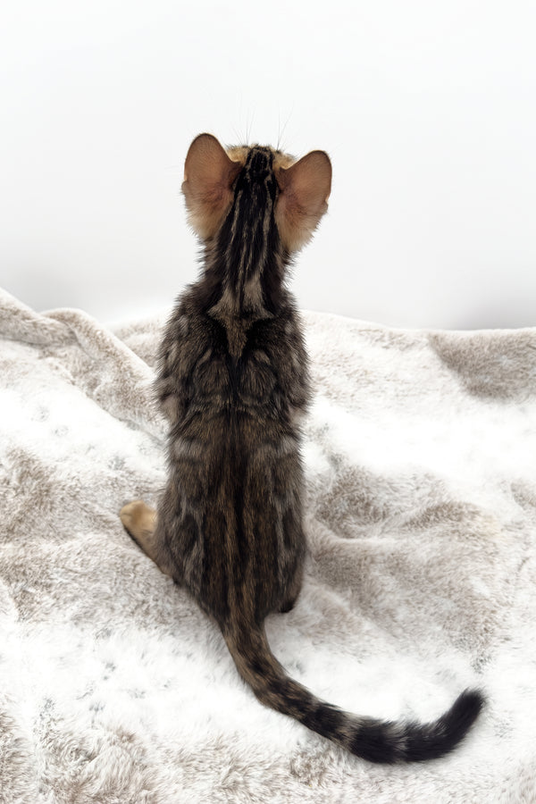 Sadie | Bengal Kitten