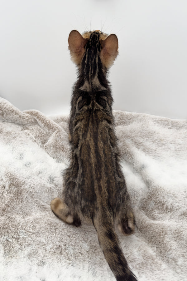 Sadie | Bengal Kitten