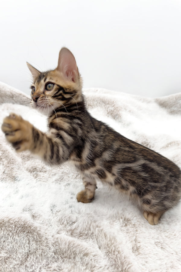 Sadie | Bengal Kitten