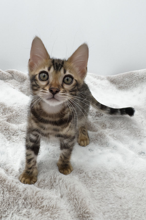Sadie | Bengal Kitten