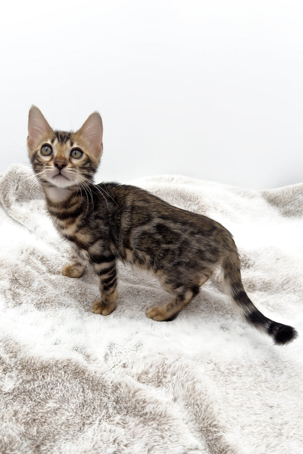 Sadie | Bengal Kitten