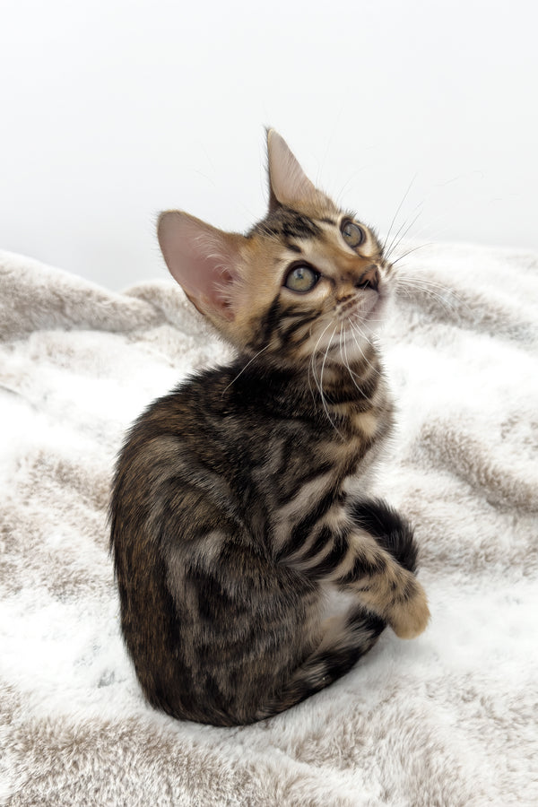 Sadie | Bengal Kitten