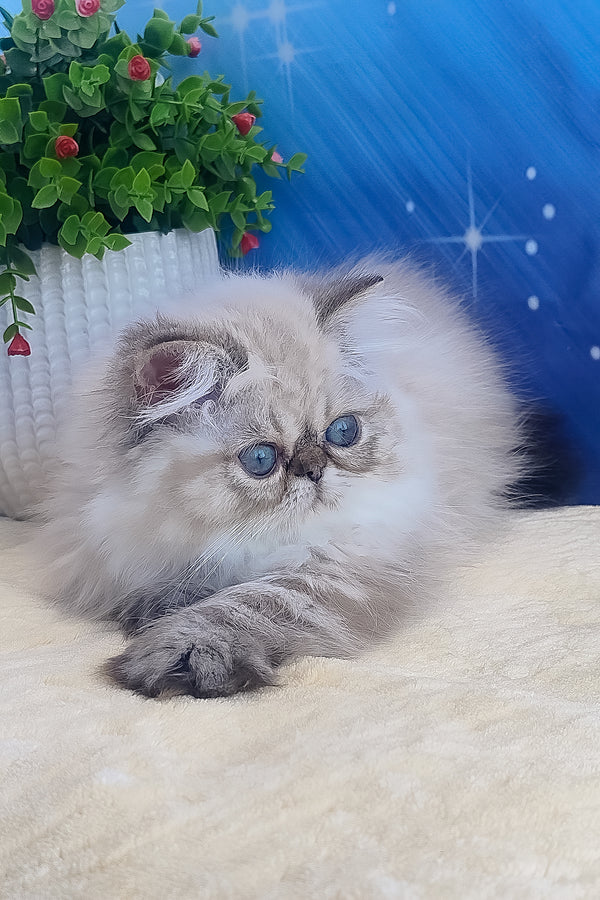 Sadie | Persian Kitten