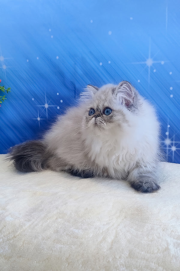 Sadie | Persian Kitten