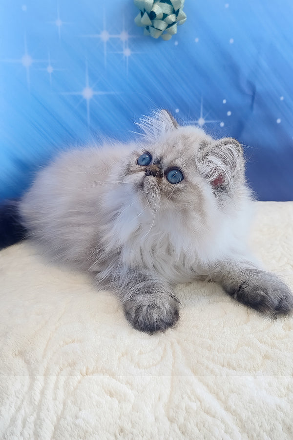Sadie | Persian Kitten