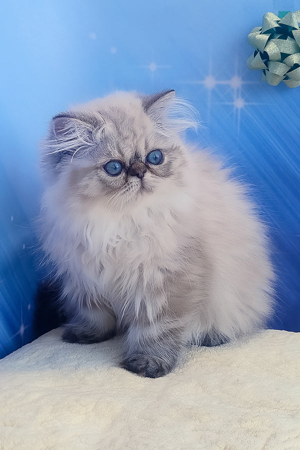Sadie | Persian Kitten