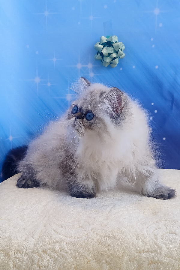 Sadie | Persian Kitten