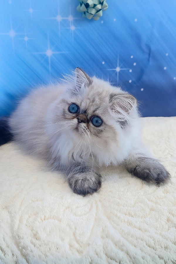 Sadie | Persian Kitten
