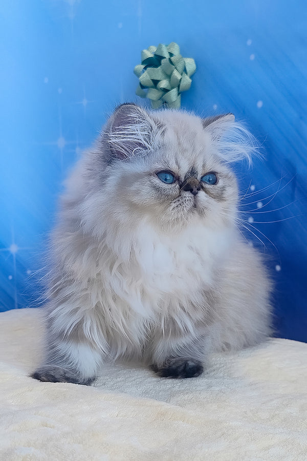 Sadie | Persian Kitten