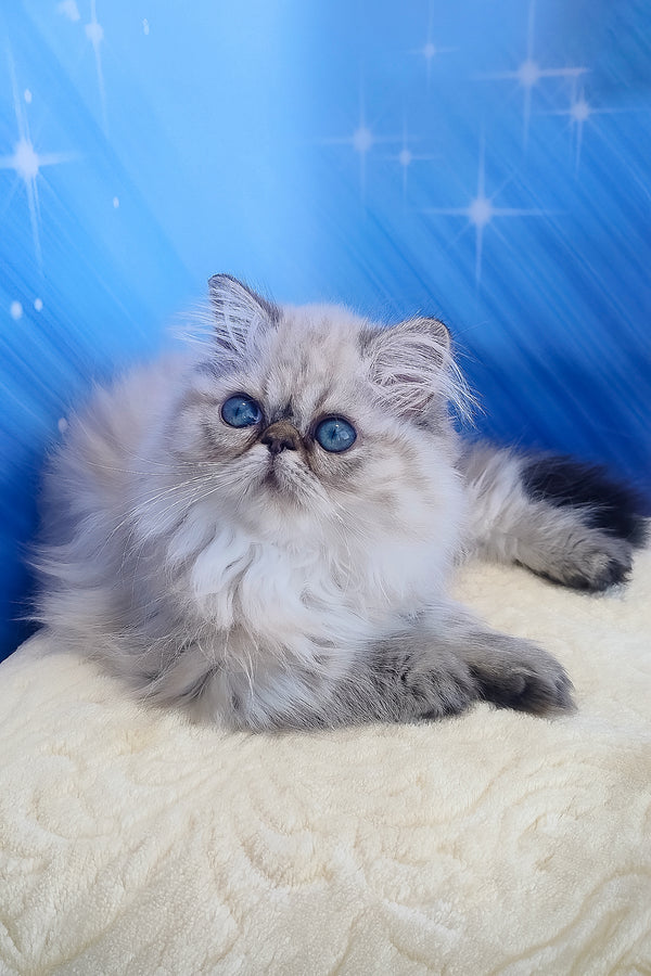 Sadie | Persian Kitten