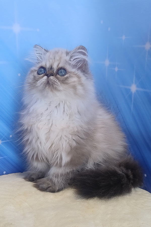 Sadie | Persian Kitten