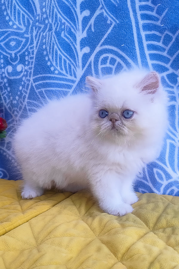 Saffi | Persian Kitten