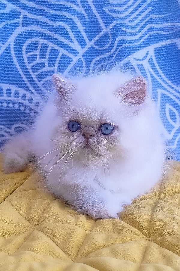 Saffi | Persian Kitten