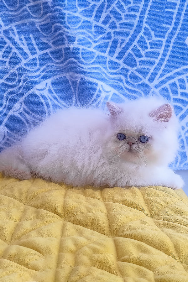 Saffi | Persian Kitten