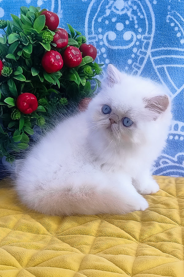 Saffi | Persian Kitten