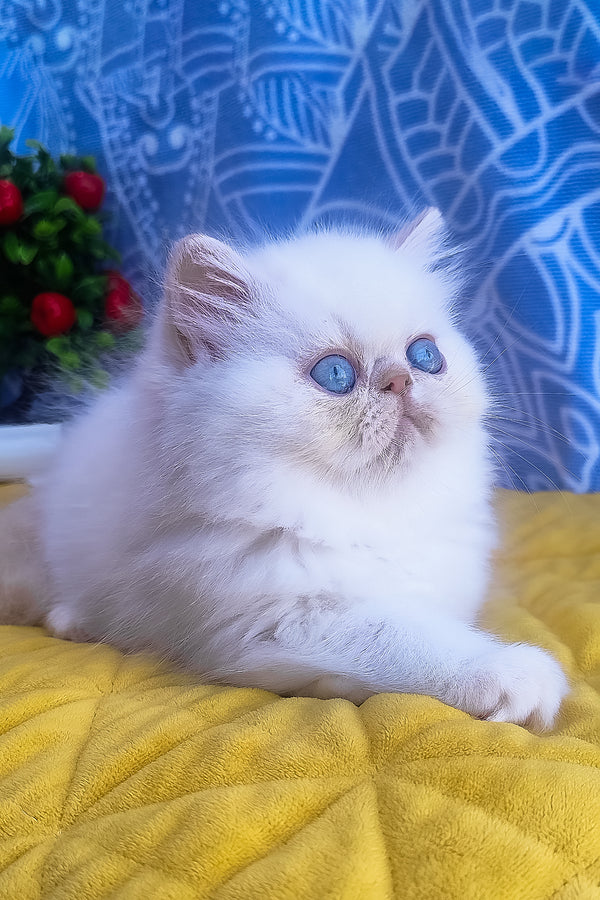 Saffi | Persian Kitten