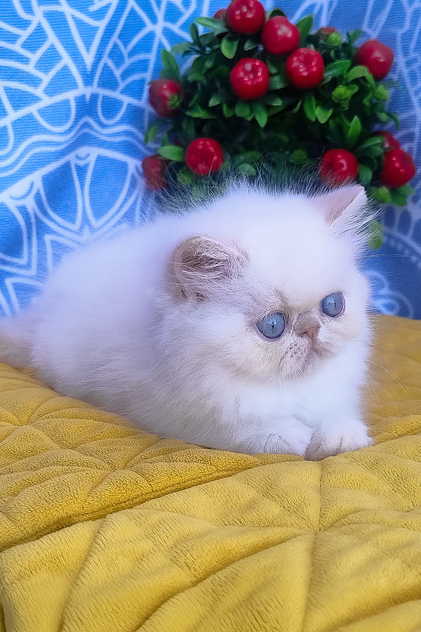 Saffi | Persian Kitten