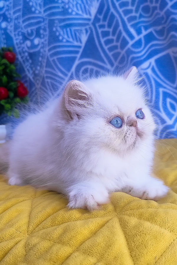 Saffi | Persian Kitten