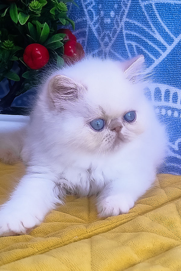 Saffi | Persian Kitten