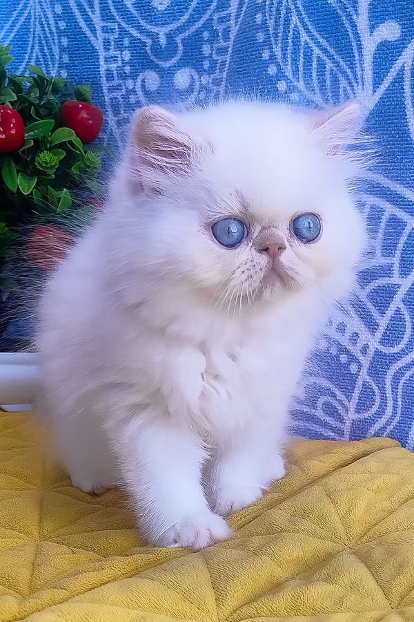 Saffi | Persian Kitten