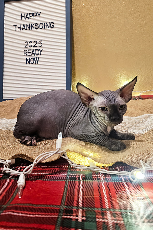 Salem | Sphynx Kitten