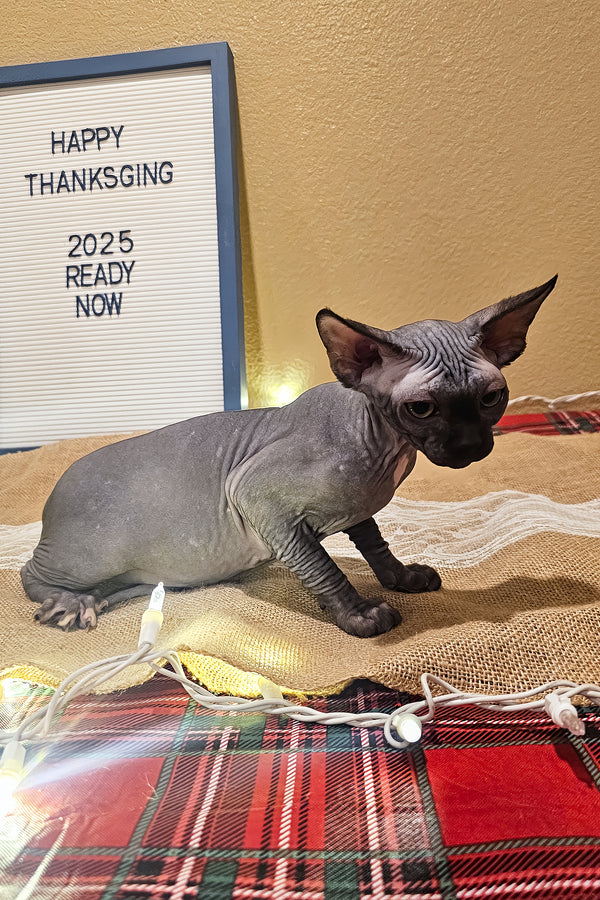 Salem | Sphynx Kitten