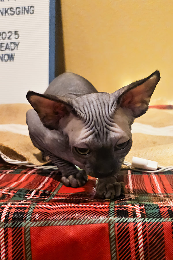 Salem | Sphynx Kitten