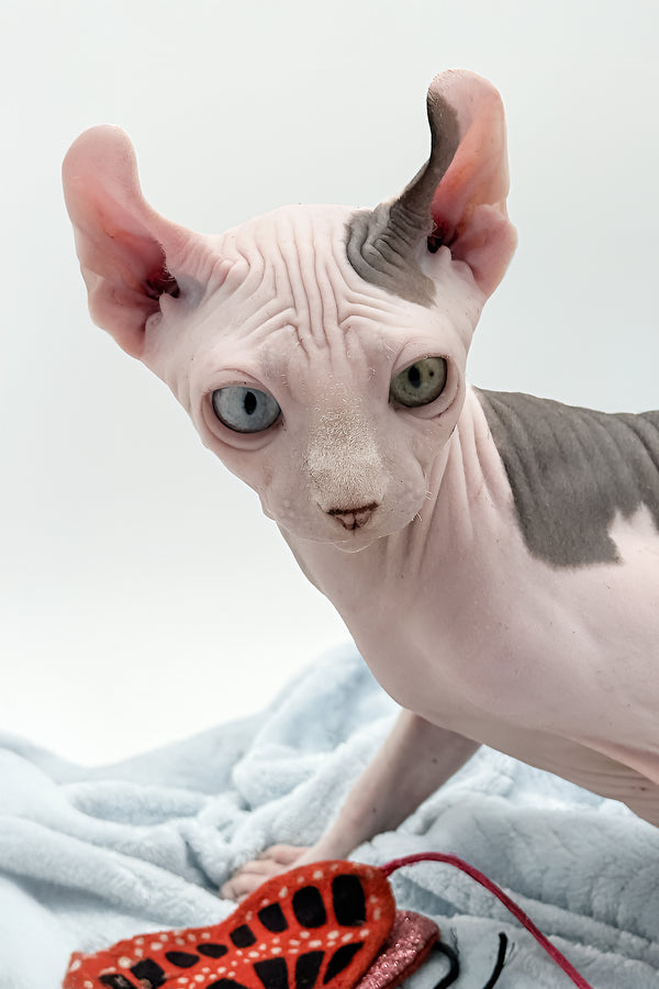 Sam | Elf Sphynx Kitten