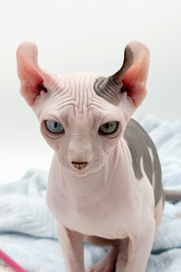 Sam | Elf Sphynx Kitten
