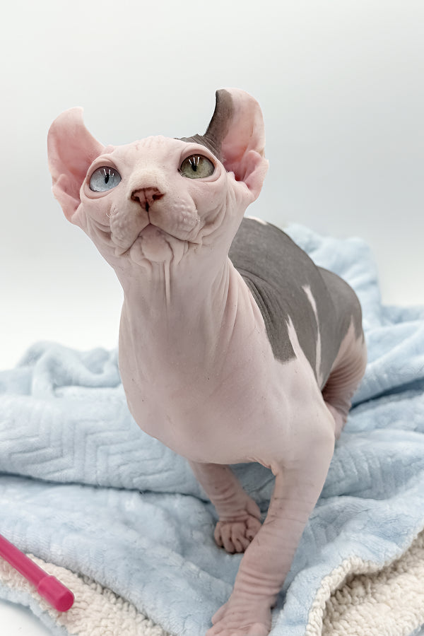Sam | Elf Sphynx Kitten