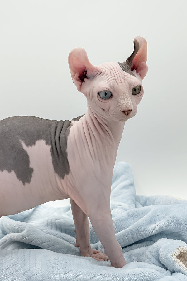 Sam | Elf Sphynx Kitten