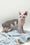 Sam | Elf Sphynx Kitten