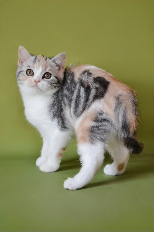 Samanta | Scottish Straight Kitten