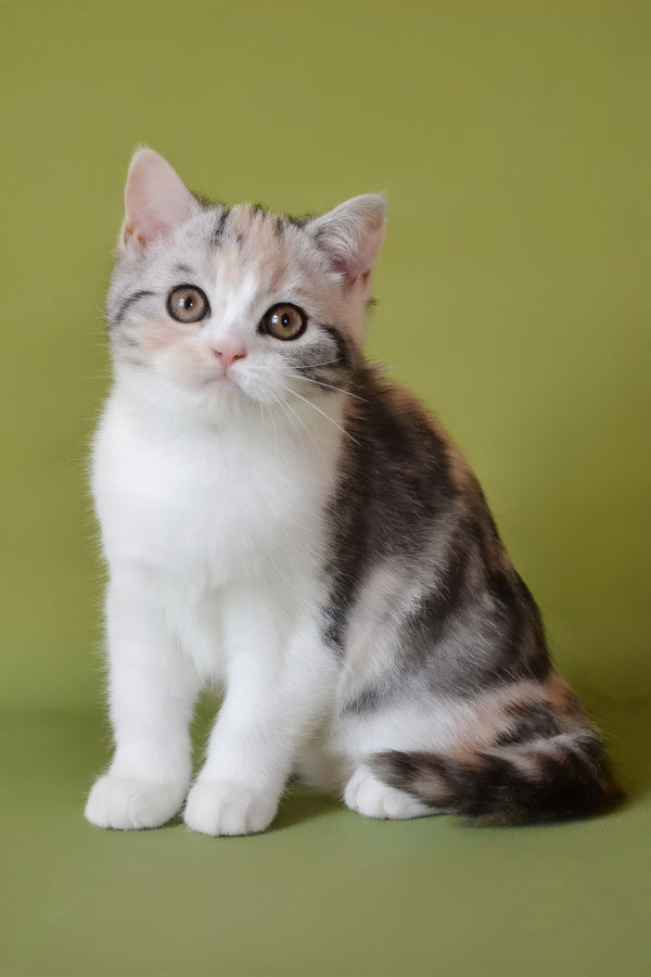 Samanta | Scottish Straight Kitten