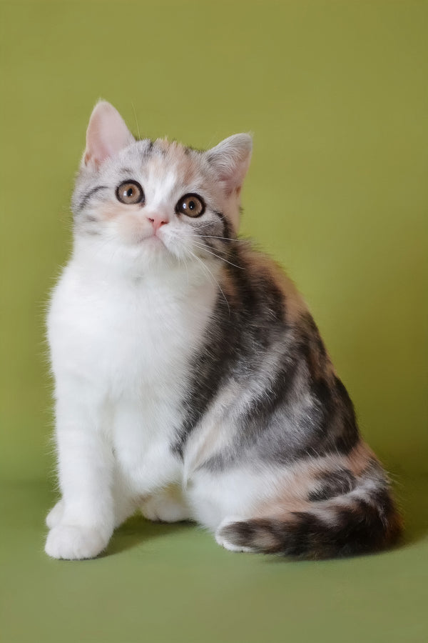 Samanta | Scottish Straight Kitten