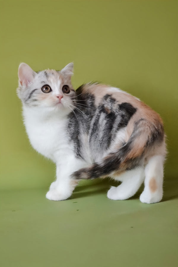 Samanta | Scottish Straight Kitten